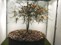 Artfloralschau
