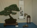 Bonsai-Sonderschau