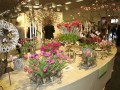 Artfloralschau