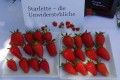 Starlette - die Unwiderstehliche