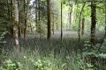 Wald-Biotope