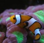 Anemonenfisch