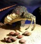 Anomalocaris