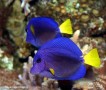 Blauer Doktorfisch